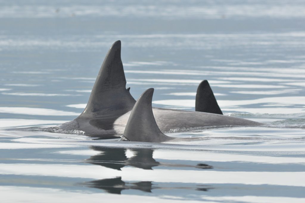 dorsal fins appear above water