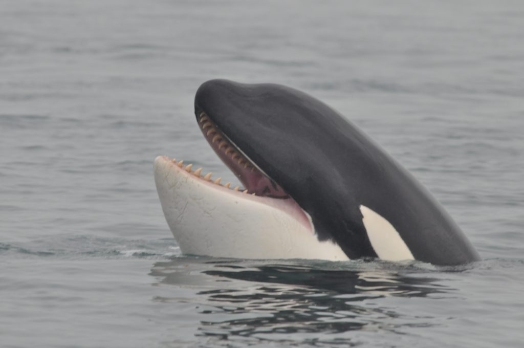 A young killer whale lifts its head above the waterline