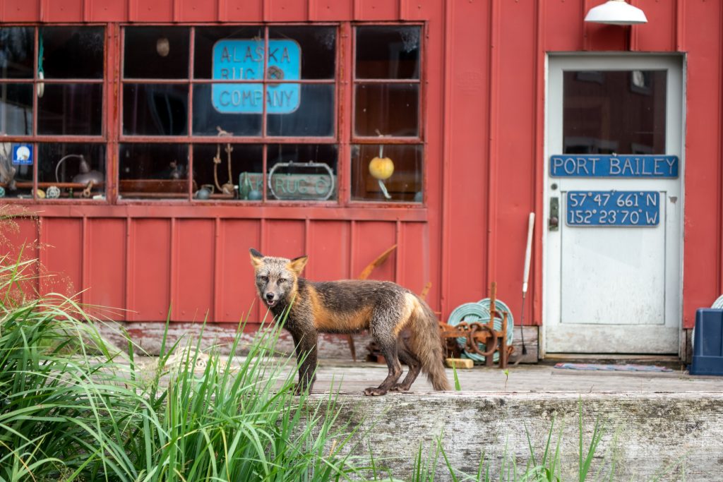 Partially red, partially dark brown fox standing in front of red building with sign for Alaska Rug Company