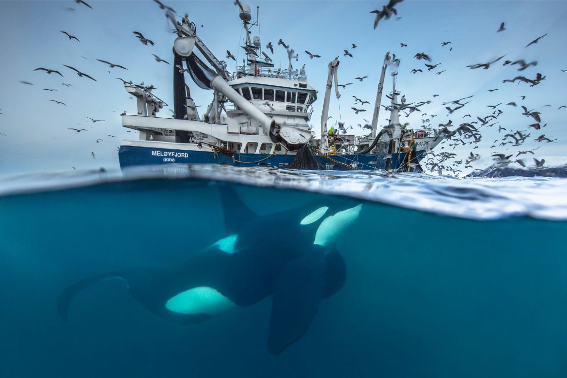 Photo taken at waterline shows orca whale under surface and trawling boat above