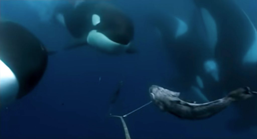 A pod of killer whales swim up to a fish that's hooked on a line. Underwater shot.