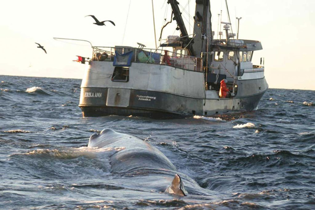 Whale surfaces behind a fishing boat in the ocean