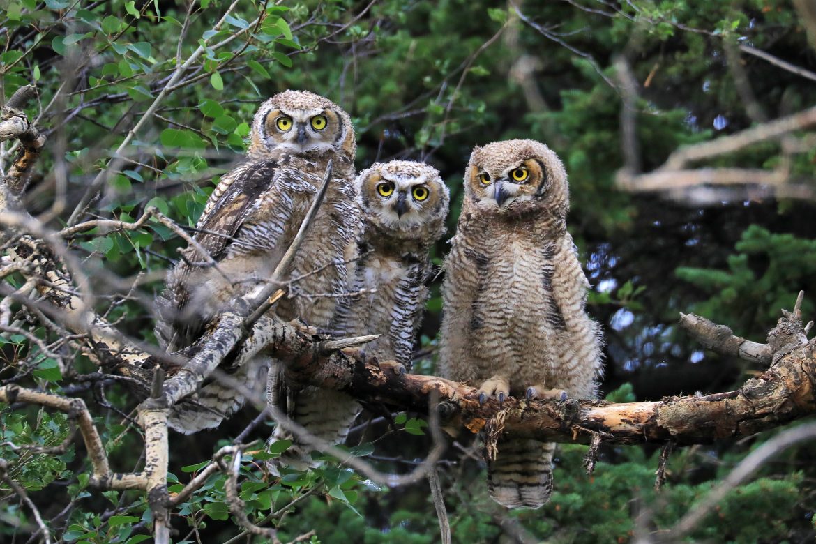 Three great horned owl young sit on a tree branch