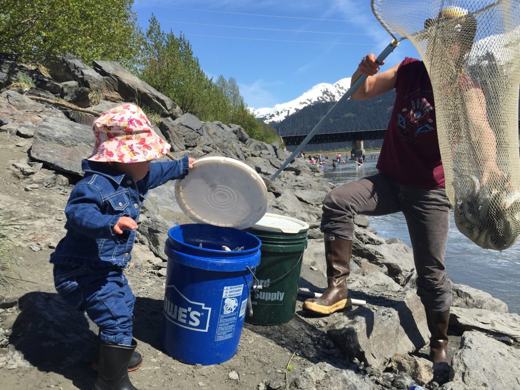 A young girl wearing a bucket hat opens the lid of a five-gallon bucket so a net-full of eulachon can be dumped in