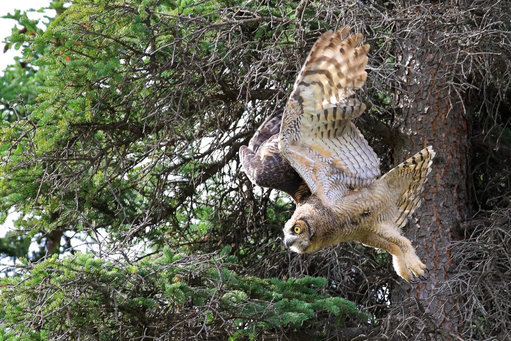 An owl with wings spread just after launching from the branch of a tree.