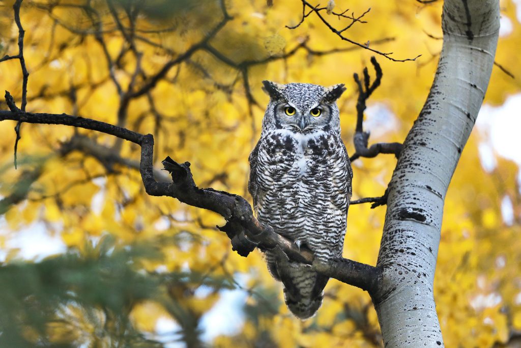 A great horned owl sits alone on a branch, yellow leaves behind make him pop in the frame.
