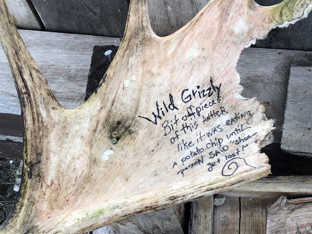 A moose antler with bite marks is scribbled with a message in marker that reads, Wild Grizzly bit off pieces of this antler like it was eating a potato chip until person said "shoo - get lost!"