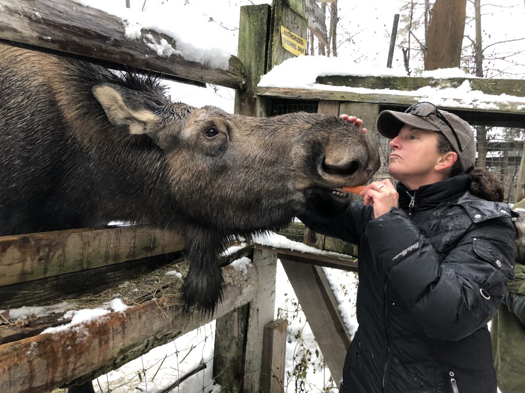 Moose sticks its head through a space in a wooden fence and eats a carrot from the hand of a woman in a black jacket. Woman pets the moose with her other hand.