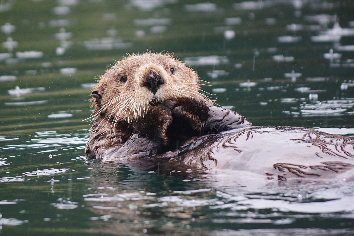 Sea otter floats on back and eats something from its paws