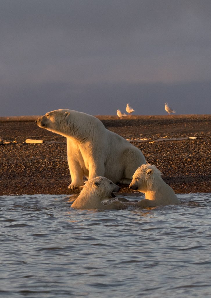 A polar bear mother and her cubs together in shallow water along the coast with soft light illuminating them from the side.