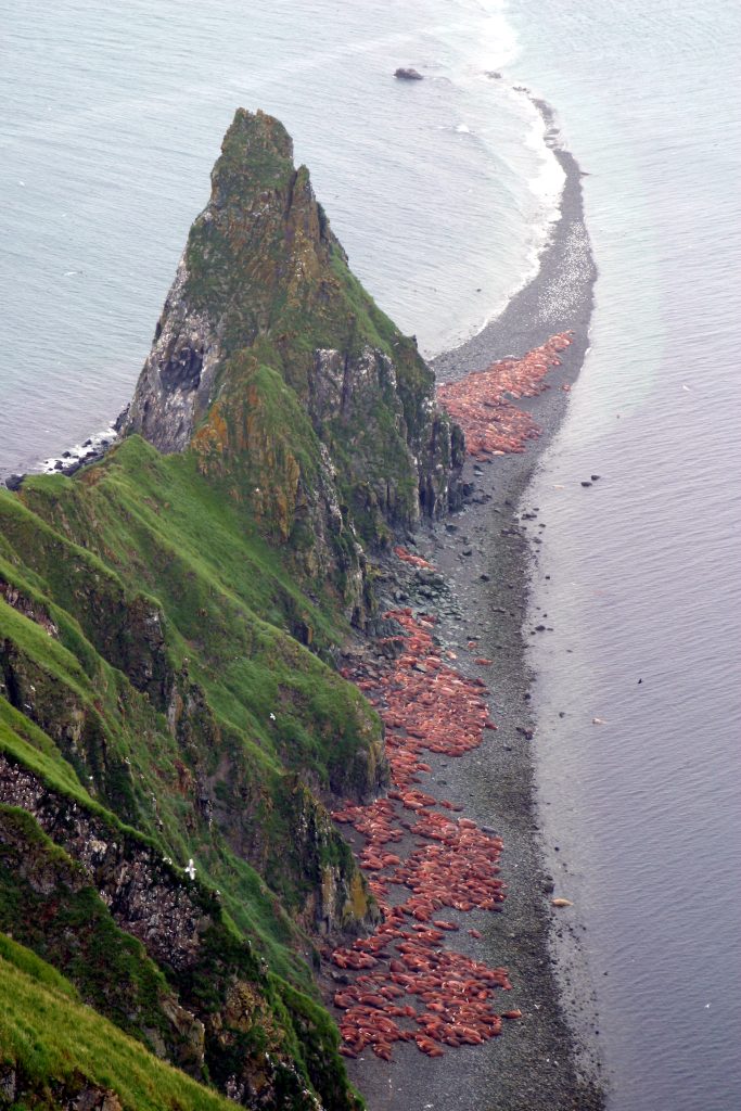 A narrow beach on a peninsula on round island is covered in walrus