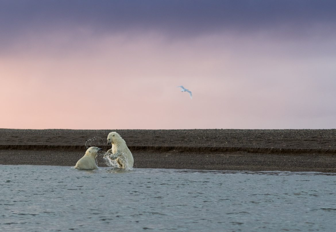 Two polar bear cubs splash in shallow water along a rocky shoreline under a pink sky