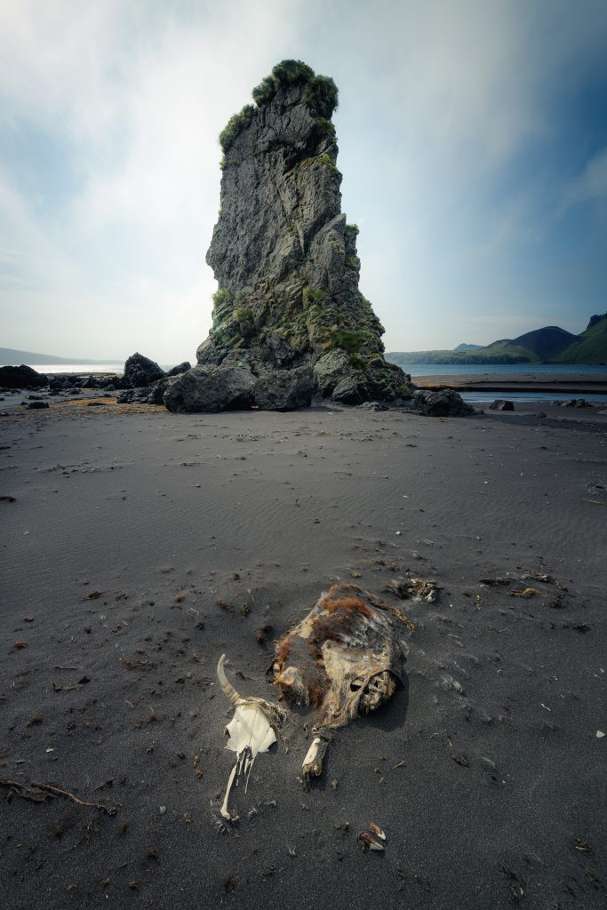 Skeleton of a cow partially buried in sand on beach. Rock pillar rises from beach nearby.