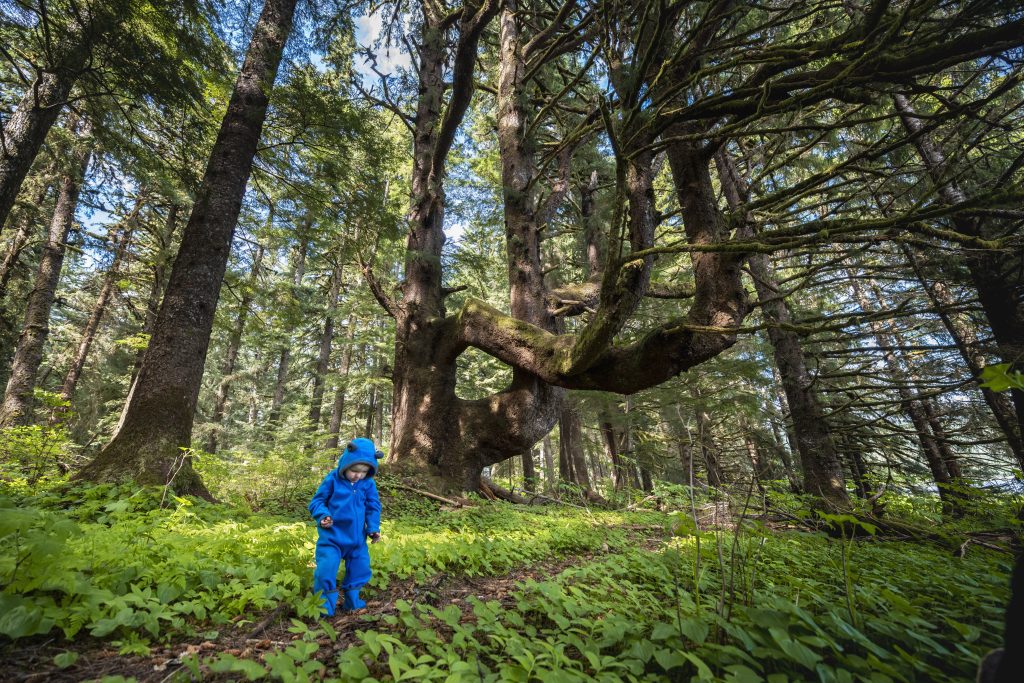 A small child wearing a blue onesie stands on a path passing through tall, lush trees