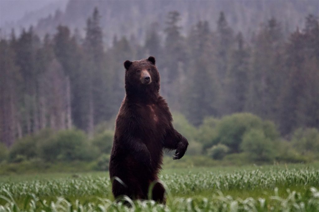 A brown bear stands on its hind legs in a forest clearing