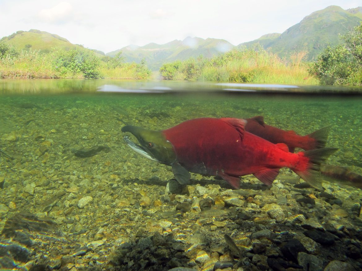 A spawning salmon with hooked nose and red body swims upstream