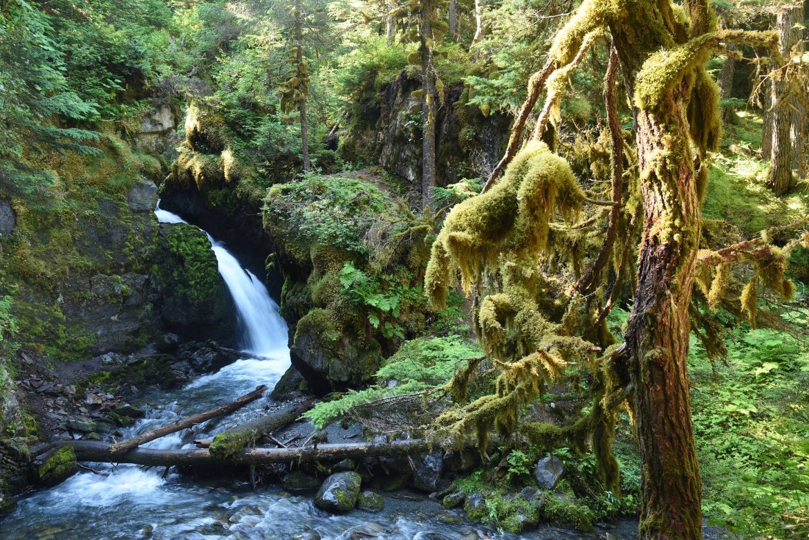Small waterfall in lush green forest