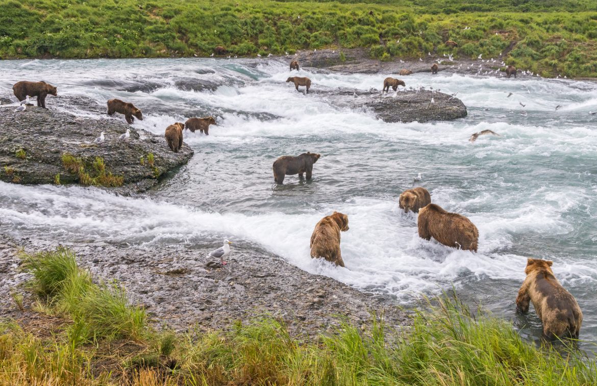 More than a dozen bears are scattered in the water at the falls of McNeil River.