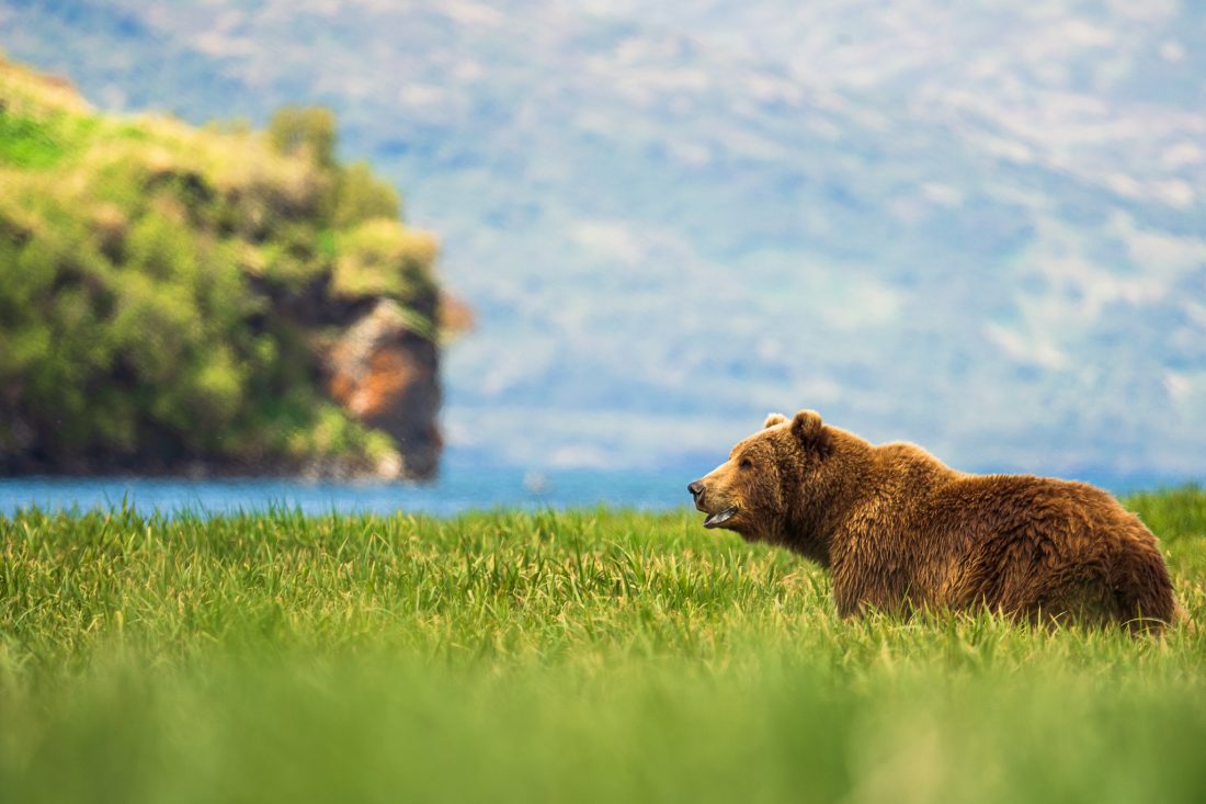 Wild Kodiak 2022 Alaska Magazine Photo Contest By Alaska Airlines 