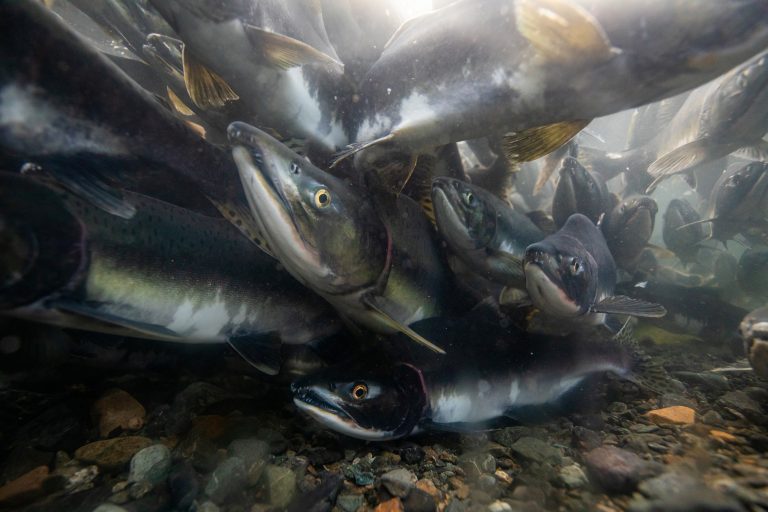 Underwater photo of a school of salmon swimming toward camera