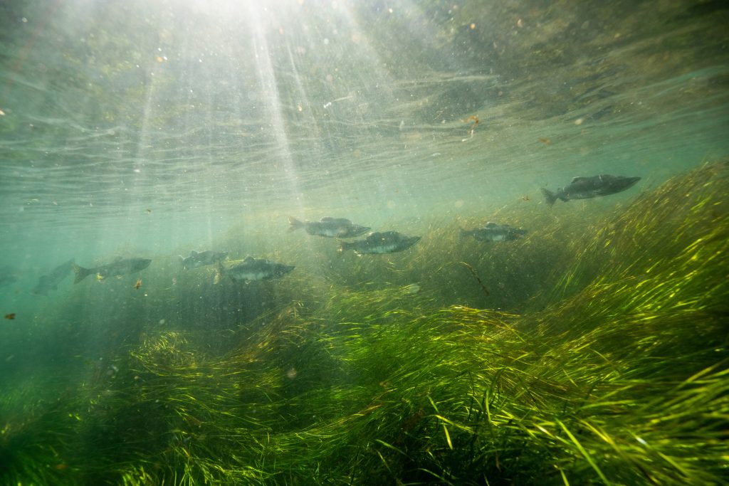 Salmon swim past sea grass that ripples in the waves