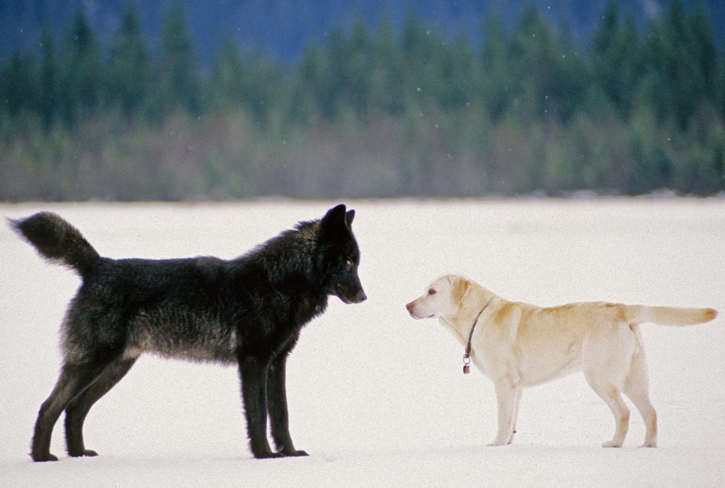 A large black wolf is just inches from the nose of a white pet dog