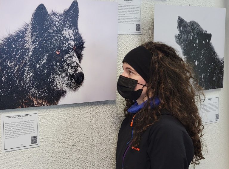 A woman stands close to a large photo of Romeo the wolf. The two appear to be eye-to-eye.