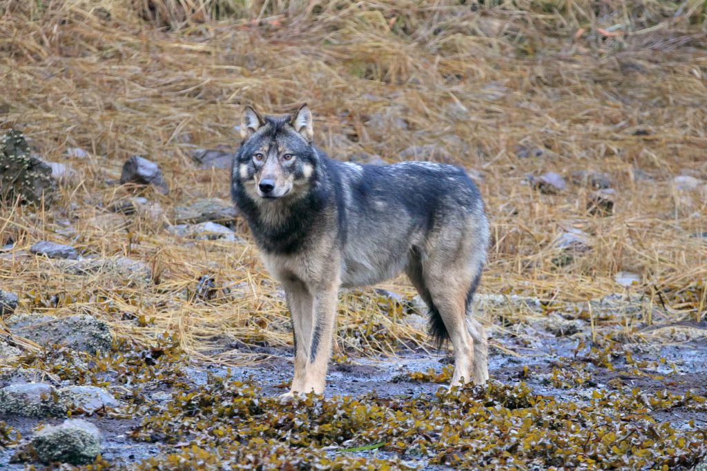 A wolf stands on a rocky seaweed-covered coast
