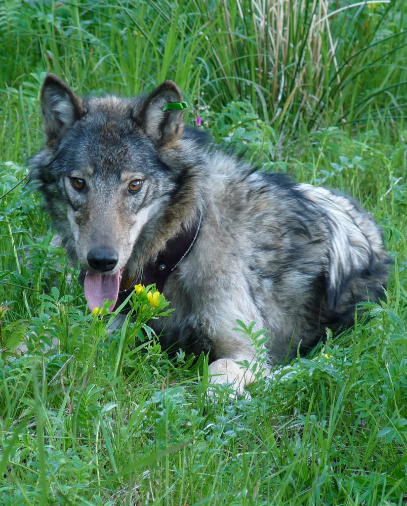 Wolf wearing GPS collar sits in a grassy area