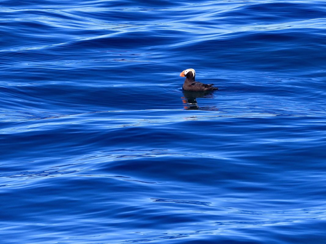 Curious Puffin 2022 Alaska Magazine Photo Contest By Alaska Airlines 