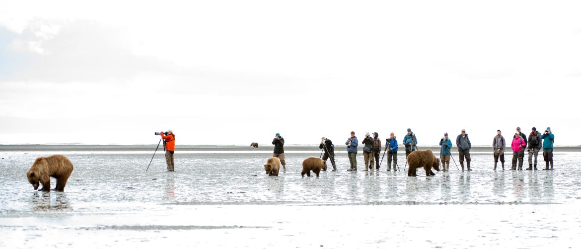 Bears walk across a beach and dig for clams. A line of photographers watches and snaps pictures