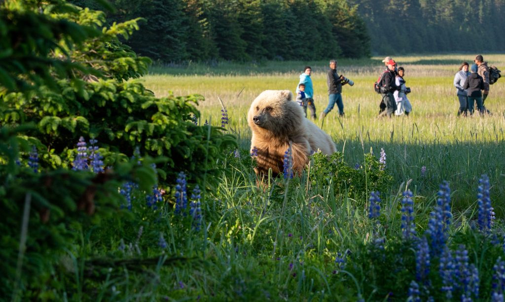 A young bear darts into deep grass and lupine. In the background a group of viewers watch