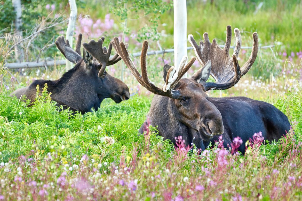 Alaska Moose