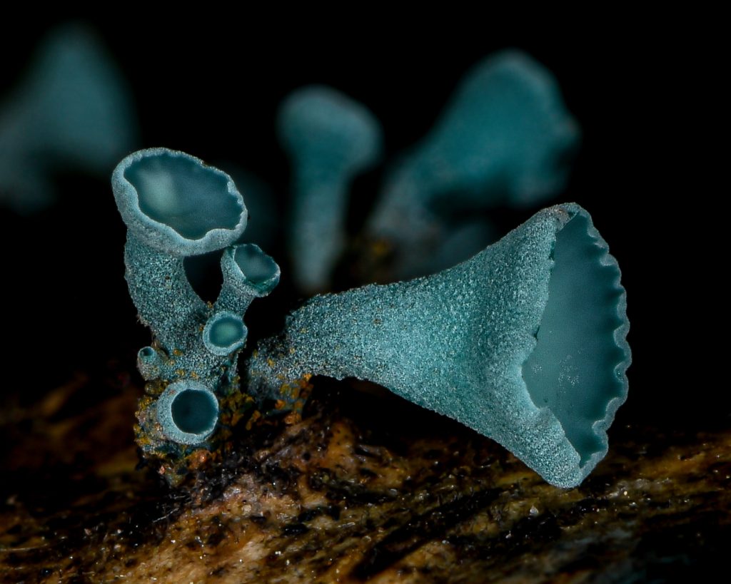 Though the unique, blue, cup-shaped fruiting bodies of Chlorociboria are rarely seen, the blue-stained wood that they grow on is quite common. (Willow, macro photo with flash