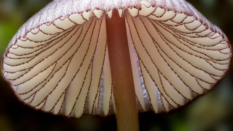 There are many species of Mycena mushrooms. Only a few have “marginate” gills–gills with different colors on the edges than the sides. (Anchorage, focus stacked photo)