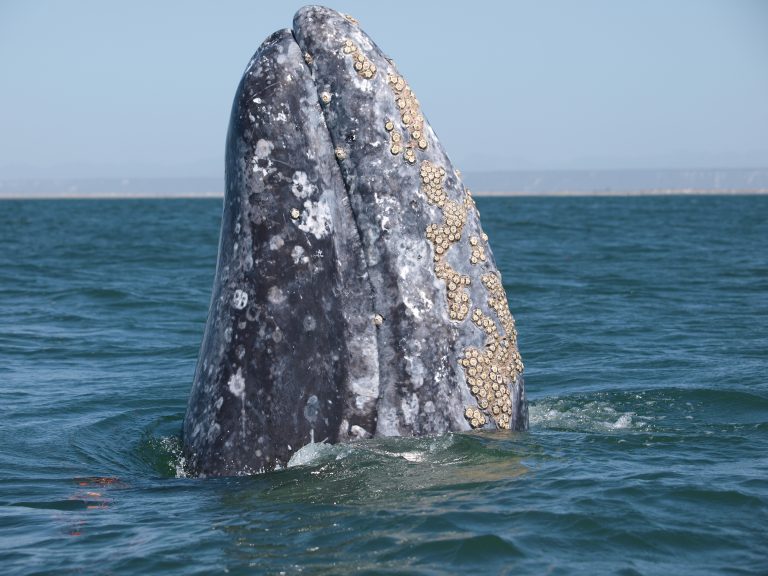 Alaska’s gray whales