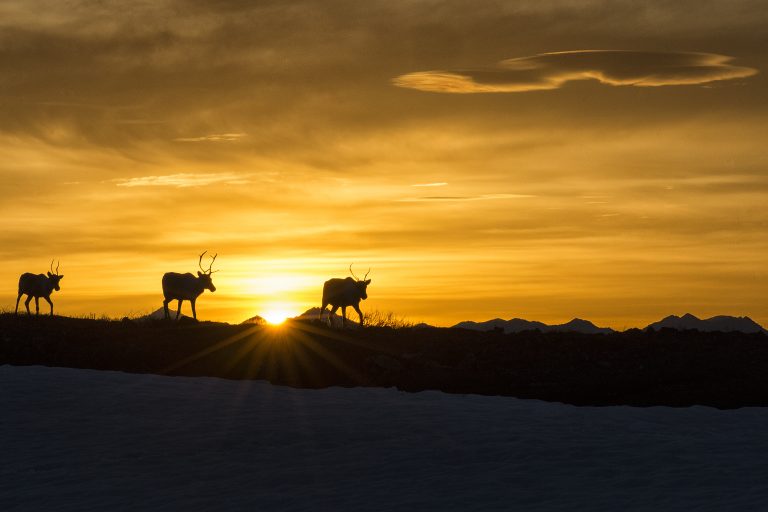 Cow caribou from the Porcupine herd migrate to their calving grounds in Alaska’s Arctic National Wildlife refuge in spring.