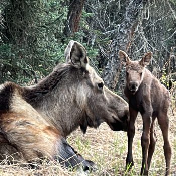 Mama and baby moose - 2023 Alaska magazine Photo Contest Sponsored by ...