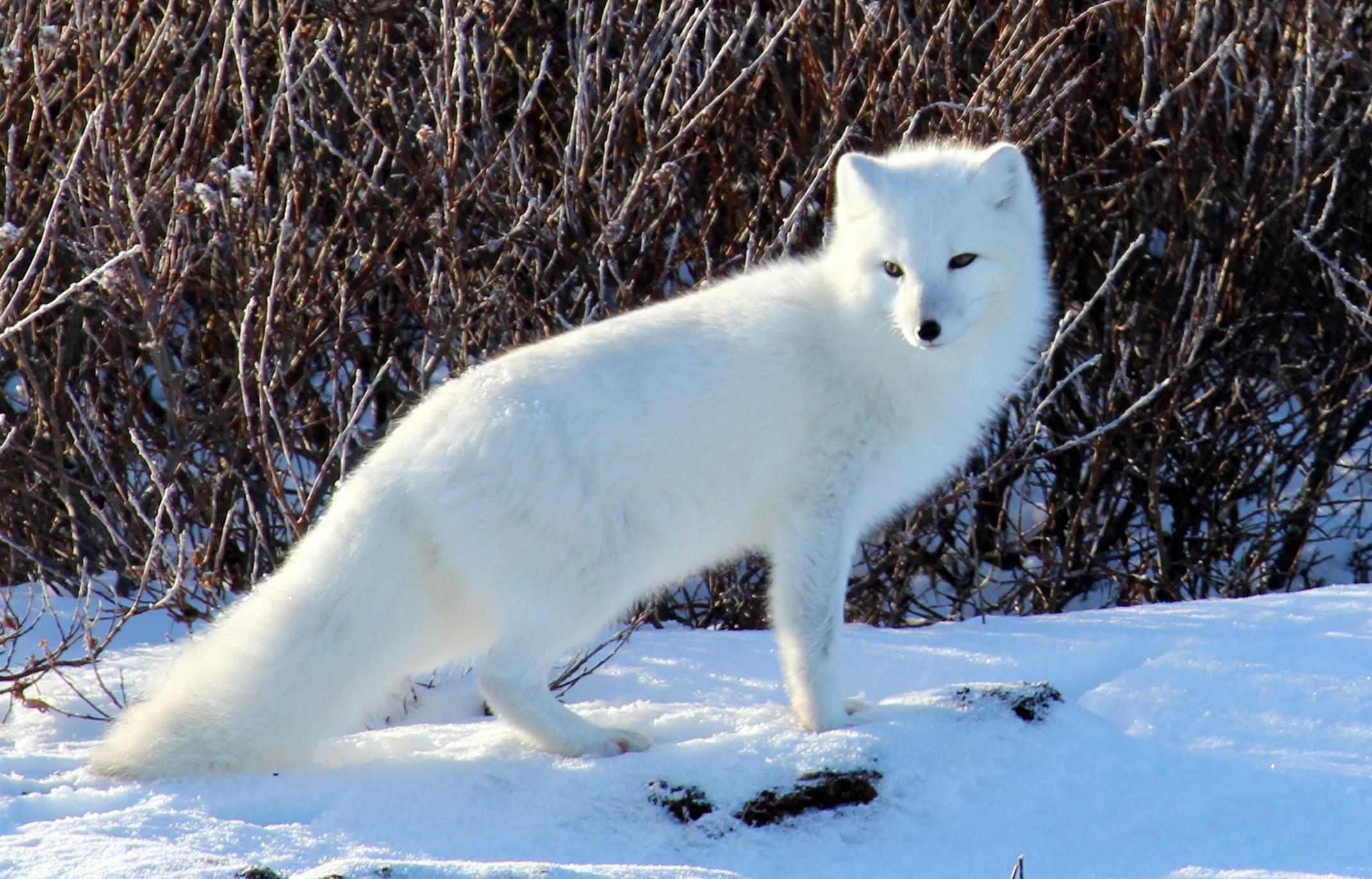 Arctic Fox Species Profile, Alaska Department of Fish and Game