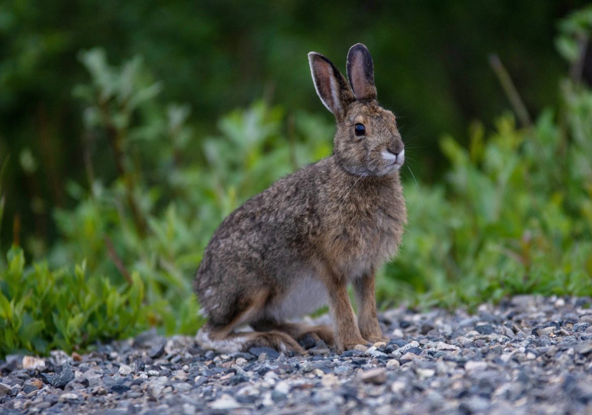 A snowshoe hare in summer phase.