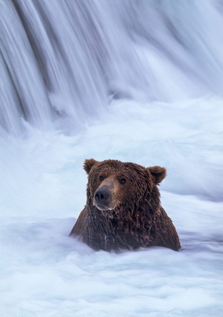 Bear in the “hot tub” at Brooks Falls, Katmai National Park. 