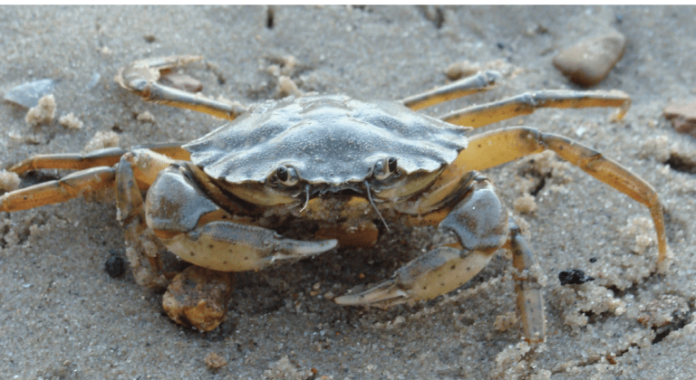 Carcinus maenas, the European green crab.